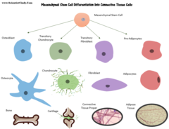 <p>What are Connective Tissue Cells?</p>