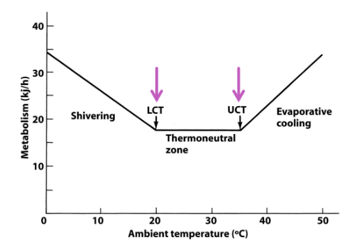 <p>Thermal Neutral Zone (TNZ), UCT, and LCT</p>