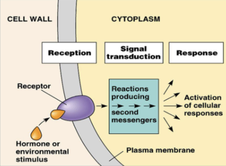 <ol><li><p>Reception: ligand binds to receptor </p></li><li><p>Signal Transduction: cascade of message</p></li><li><p>Response (cellular growth, division, movement</p></li></ol><p></p>