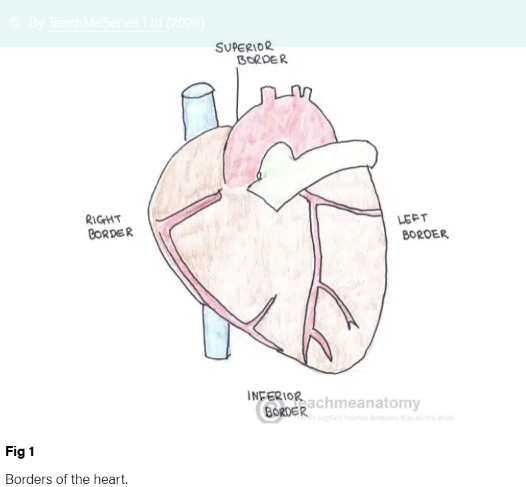 <p>what is the anterior surface called </p>