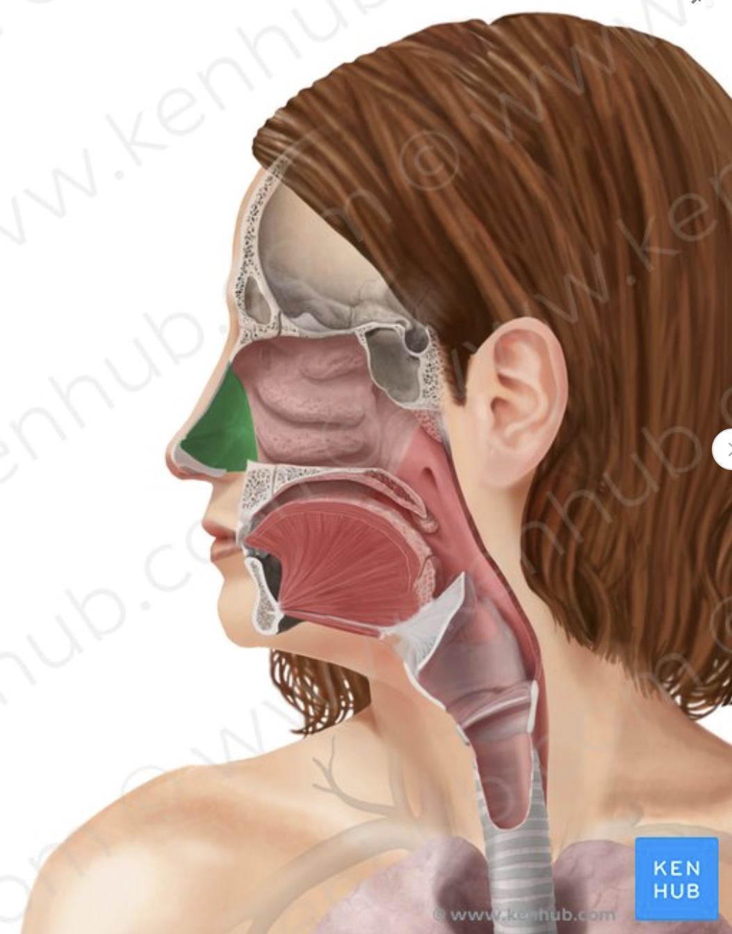 <p>Anterior part of nasal cavity lined with hairs; filters large particles from inhaled air.</p>