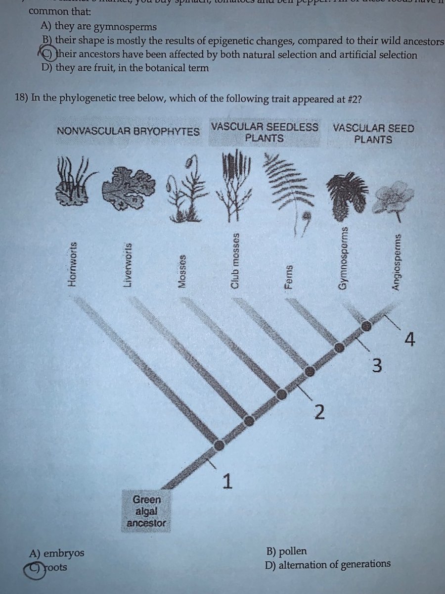 <p>C</p>