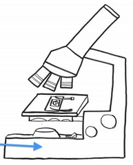 <p>supports the microscope</p>