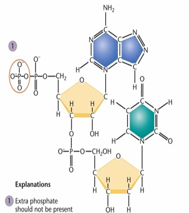 <ul><li><p>The C-5' on the bottom sugar has an extra hydroxyl group.</p></li><li><p>There are too few bonds between C-5 and C -6 of thymine.</p></li><li><p><span>In the adenine ring, a nitrogen is at position 8 rather than position 9.</span></p></li><li><p>There are too many bonds between the N-3 and C-2 of thymine.</p></li><li><p>There is a methyl group missing from the C-5 position of thymine.</p></li><li><p>There is a hydroxyl group at C-2´ on the top sugar (attached to adenine) instead of hydrogen</p></li><li><p>The C-1´ of the sugar is bonded to the wrong nitrogen in adenine.</p></li></ul><p></p>