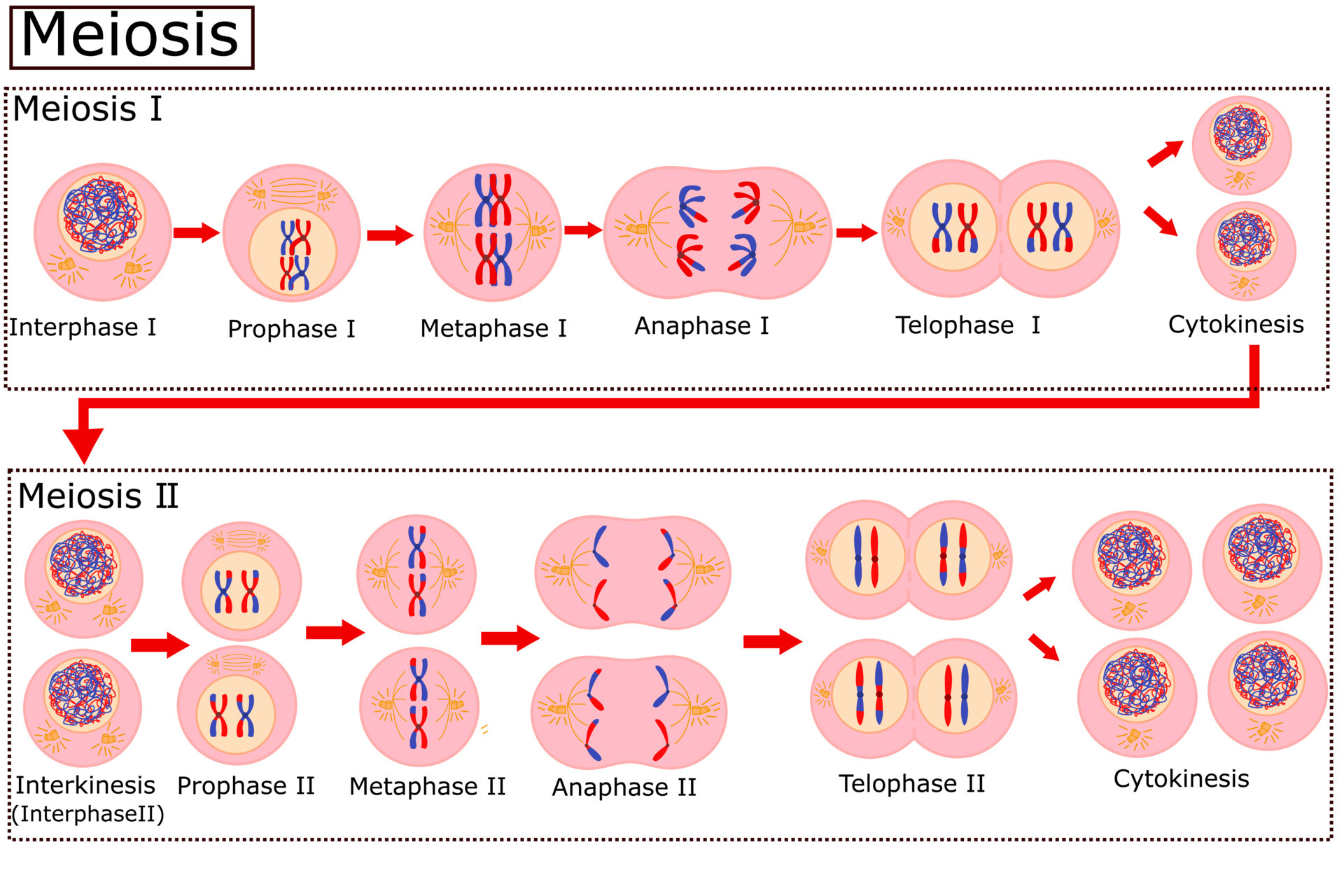 <p>Interphase:</p><p>Metaphase 1: replicated chromosomes condense become sister chromatids. Spindle forms, membrane breaks. Diploid </p><p>Crossover (genetic recombination) occurs: sister chromatids overlap and become homologous chromosomes and exchanges segments of dna, same gene different allele (different version of the same gene.)</p><p>Metaphase 1: Maternal and paternal homologs line up at the metaphase plate at random fashion, called random assortment. Diploid</p><p>Anaphase 1: Homologs are pulled to either side, the split up make them sister chromatids.</p><p>Telophase 1 and cytokinesis 1: nuclear membrane assembles around the sister chromatid pairs, and two daughter cells form. Becomes haploid</p><p>Brief interphase: pairs slightly uncoil.</p><p>Prophase 2: chromosomes condense, nuclear membrane disintegrates, spindle forms. haploid.</p><p>Metaphase 2: sister chromatids line up at the center, spindle fibers attach at the centromere. Haploid</p><p>Anaphase 2: Spindle fibers pull apart sister chromatids.</p><p>Telophase 2: Nuclear membrane forms, spindle fibers shorten, chromatids. haploid.</p><p>Cytokinesis 2: Two daughter cells pinch into four haploid gametes.</p>