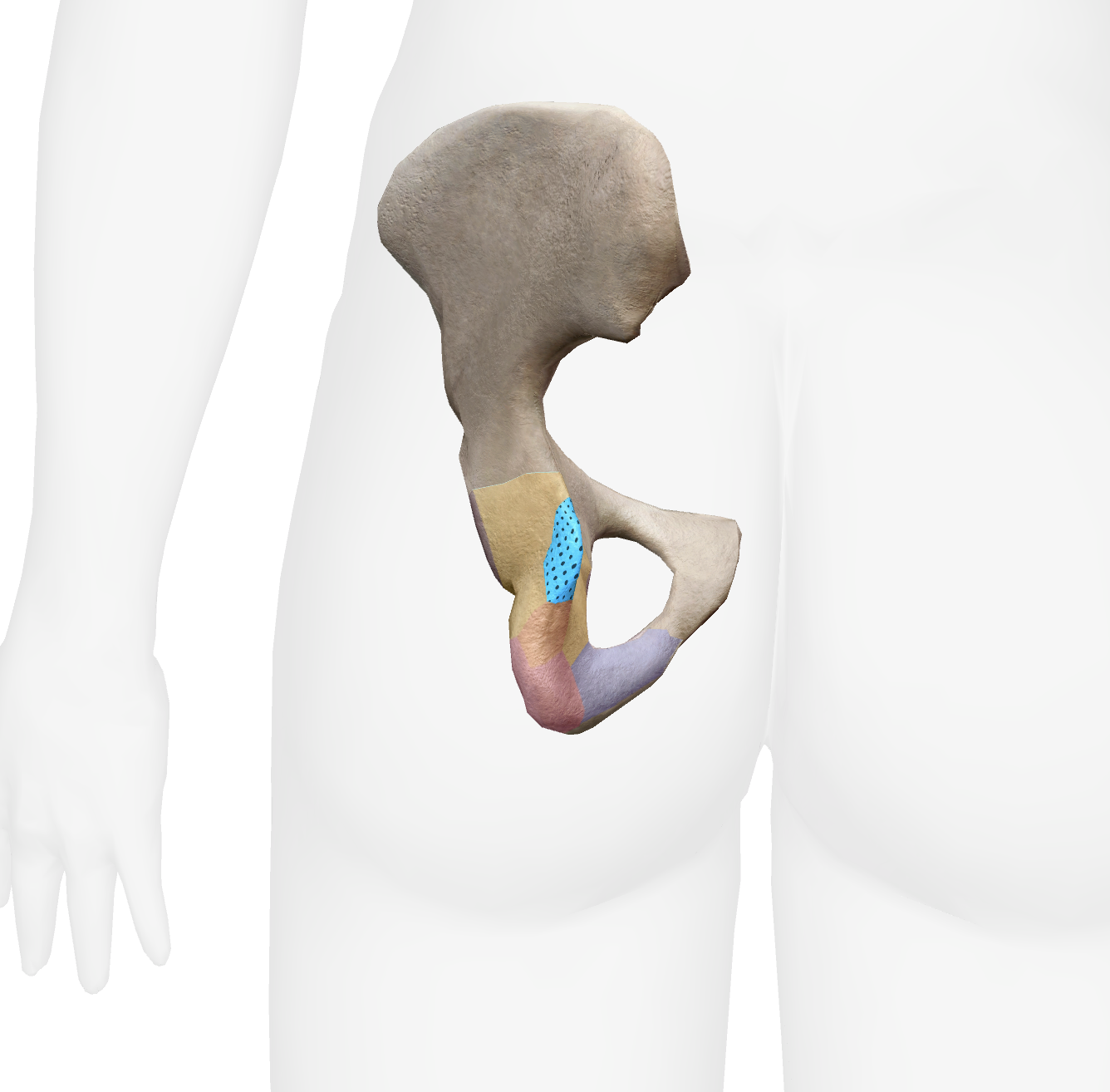 <p>What is this part of the ischium</p>