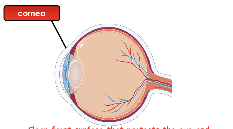 <p>Transparent front layer of the eye that protects the eye and bends (refracts) light as it enters.</p>