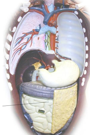 <p>Name the structure</p>