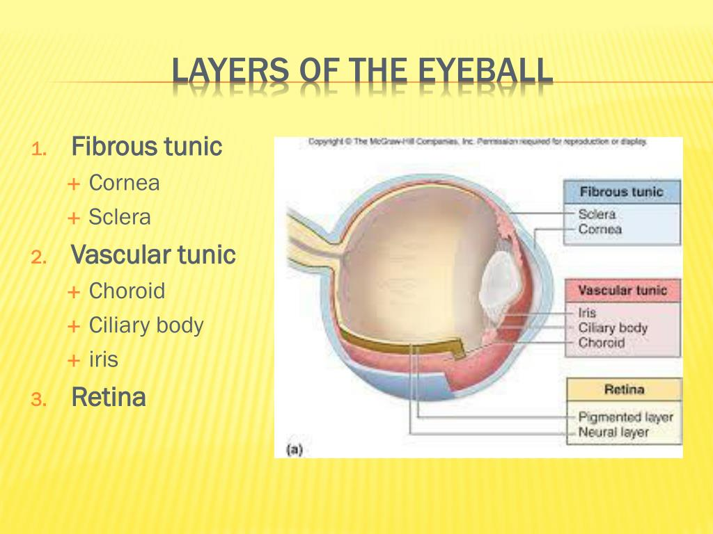 <p>Identify major structures of the eye including accessory structures</p>