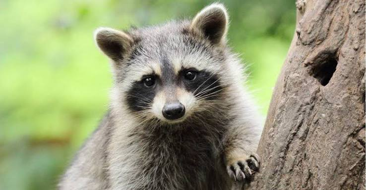 <p>raccoon</p>