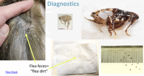 <p>What is the genus for this flea?</p>