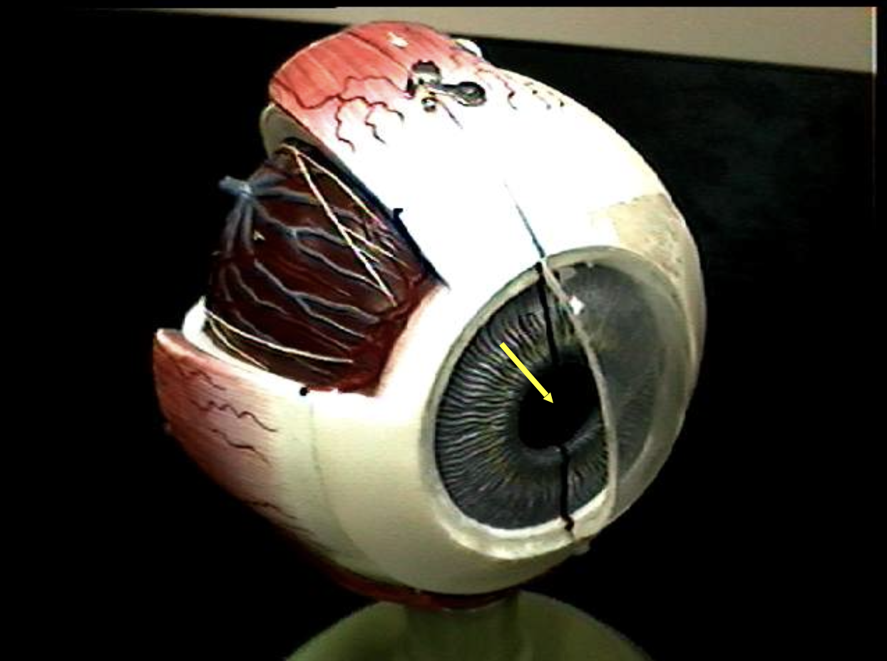 <p>Identify the eye parts. </p>