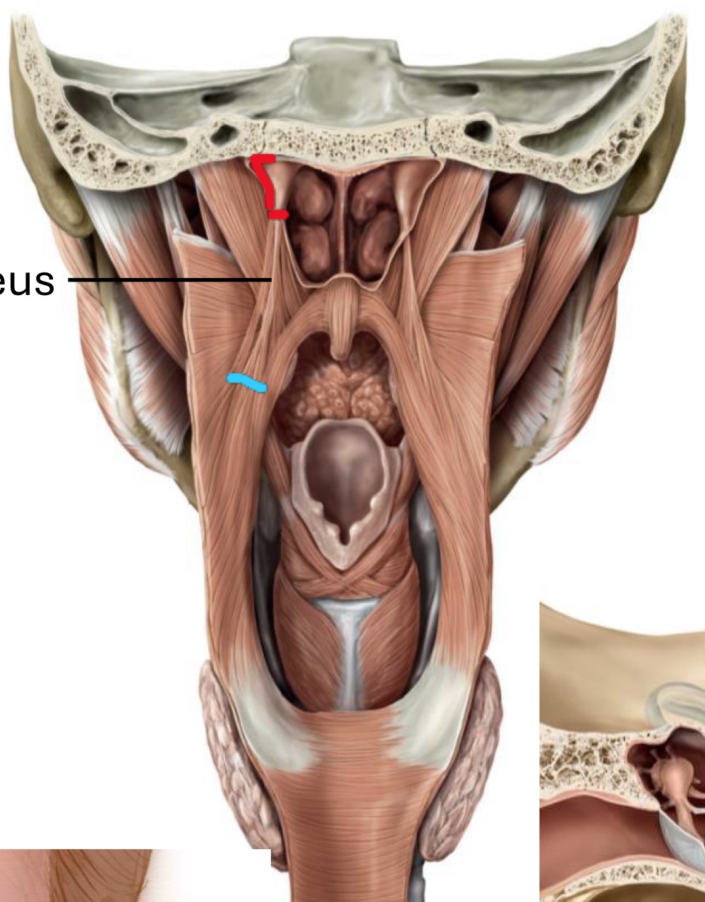 <p>Name the muscle, origin, insertion, innervation, action</p>