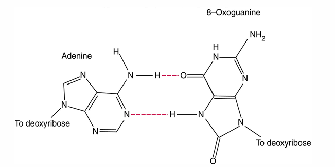 <p>Oxidative reaction converts guanine into 8-oxyguanine.</p><p>8-Oxyguanine pairs with A instead of C during replication</p>