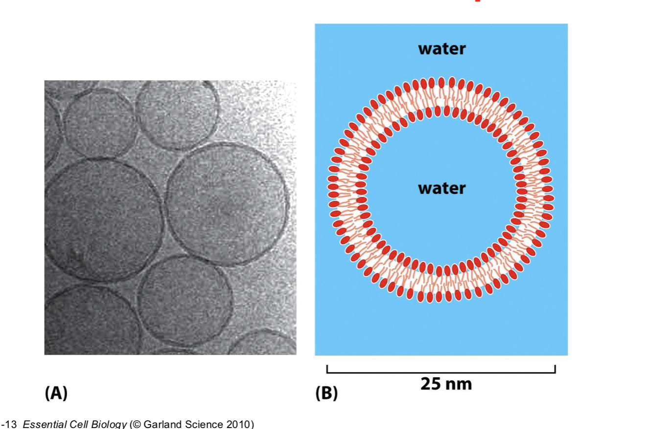 <p>liposomes</p>
