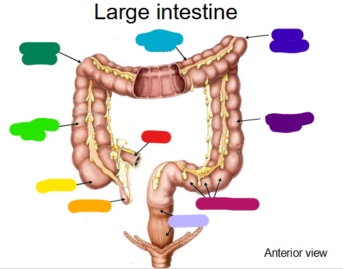 <p>what component of the large intestine is shown in light purple </p>