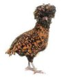 <p>welk type kip is dit</p>