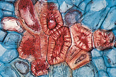 <p>Can refer to tissue or cell type. In plants, a cell that has a thick secondary cell wall and provides support; forms a simple tissue that typically contains the tough structural polymer lignin and usually is dead at maturity. Includes fibers and sclereids.</p>