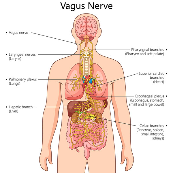 <p>name, components, functions, and clinical importance of CN X?</p>
