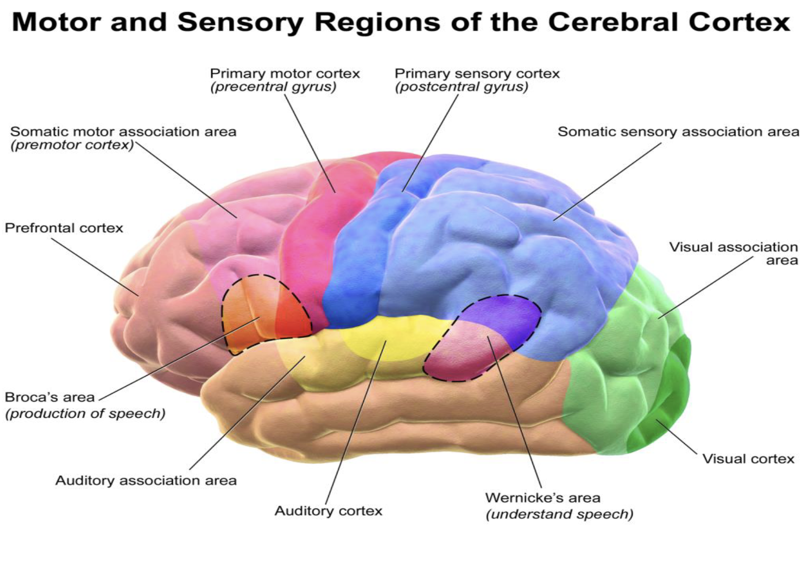 <ol><li><p>Stores memory of sounds</p></li></ol><p></p><ol start="2"><li><p>Understanding speech and choosing words</p></li></ol><p></p>