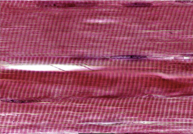 <p>identify the following tissue, function, location, features </p>