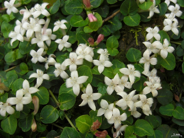 <p>Partridgeberry</p>