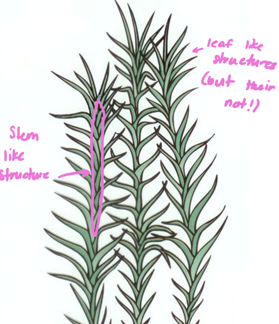 <p>Bryophytes don’t have leaves or stems but …</p>