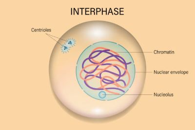 <p>Interphase</p>
