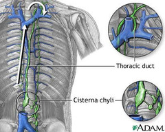 <p>lymphatic system's main vessel</p>