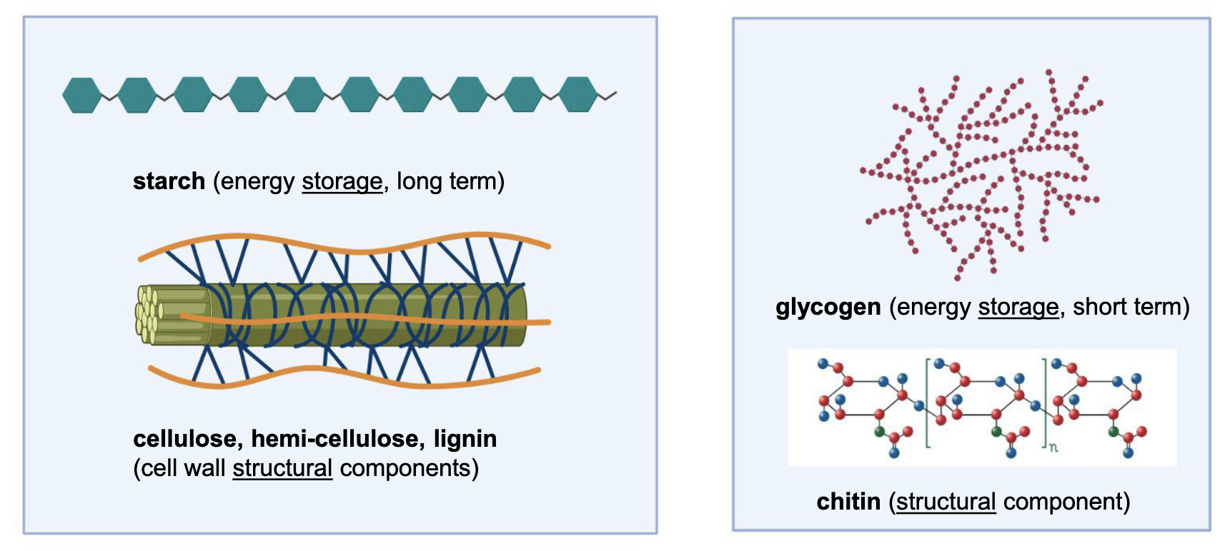 <p>Plant-based polysaccharides</p><ul><li><p>starch (energy storage, long term)</p></li><li><p>cellulose, hemi-cellulose, lignin (cell wall structural components)</p></li></ul><p>Animal-based polysaccharides</p><ul><li><p>glycogen (energy storage, short term)</p></li><li><p>chitin (structural component)</p></li></ul><p></p>