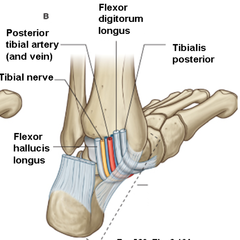 <p>TIBIALIS POSTERIOR TENDON </p><p>TDANH MNEMONIC</p>