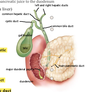 <p>runs from the junction of the common hepatic duct and cystic duct to the duodenal wall, it is joined by the main pancreatic duct to enter the duodenum at the major duodenal papilla</p>