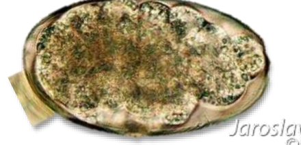 <p>přežvýkavci</p>