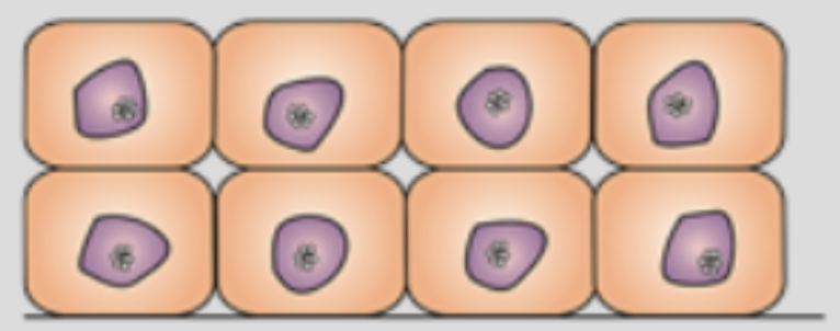 <p><span style="background-color: transparent;">increased number of cells + functional capacity</span></p><ul><li><p><span style="background-color: transparent;">Increased physiologic demands and persistent cell injury</span></p></li></ul><p></p>