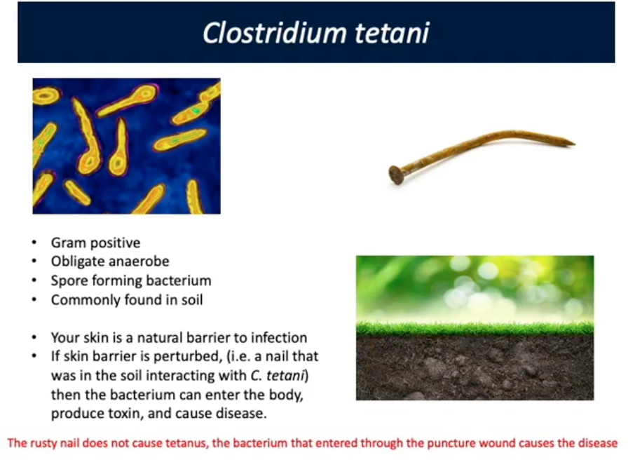 <p>Clostridium tetani (Toxigenic Clostridial Pathogens)</p>