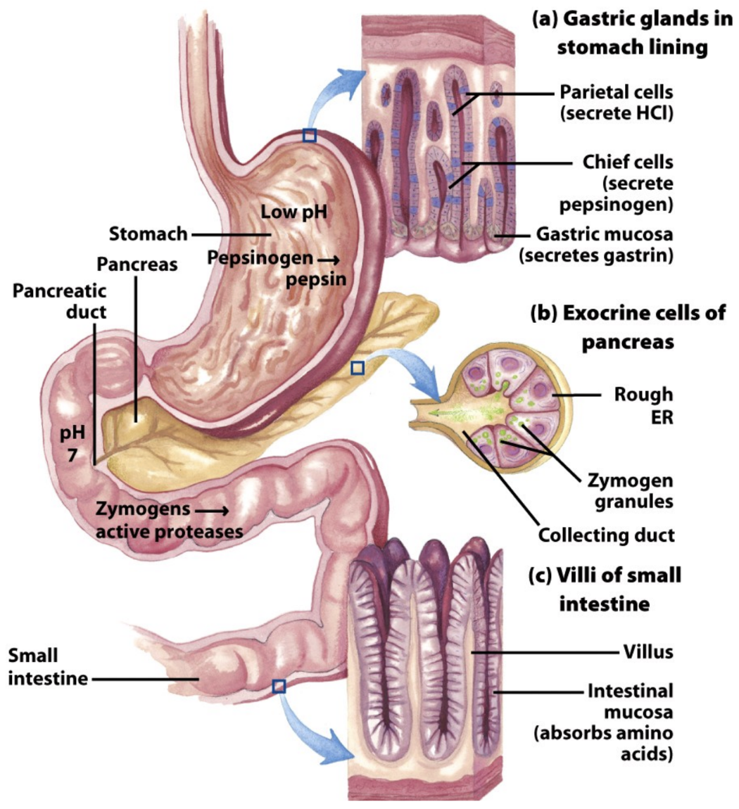 How does protein digestion work?