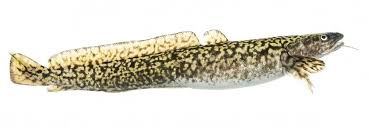<p><strong>Burbot</strong></p><ul><li><p><em>ID:</em> Cod-like, chin barbel</p></li><li><p><em>Ecology:</em> Coldwater bottom predator</p></li><li><p><em>Uses:</em> <strong>Food fish</strong>, sport</p></li></ul><p></p>