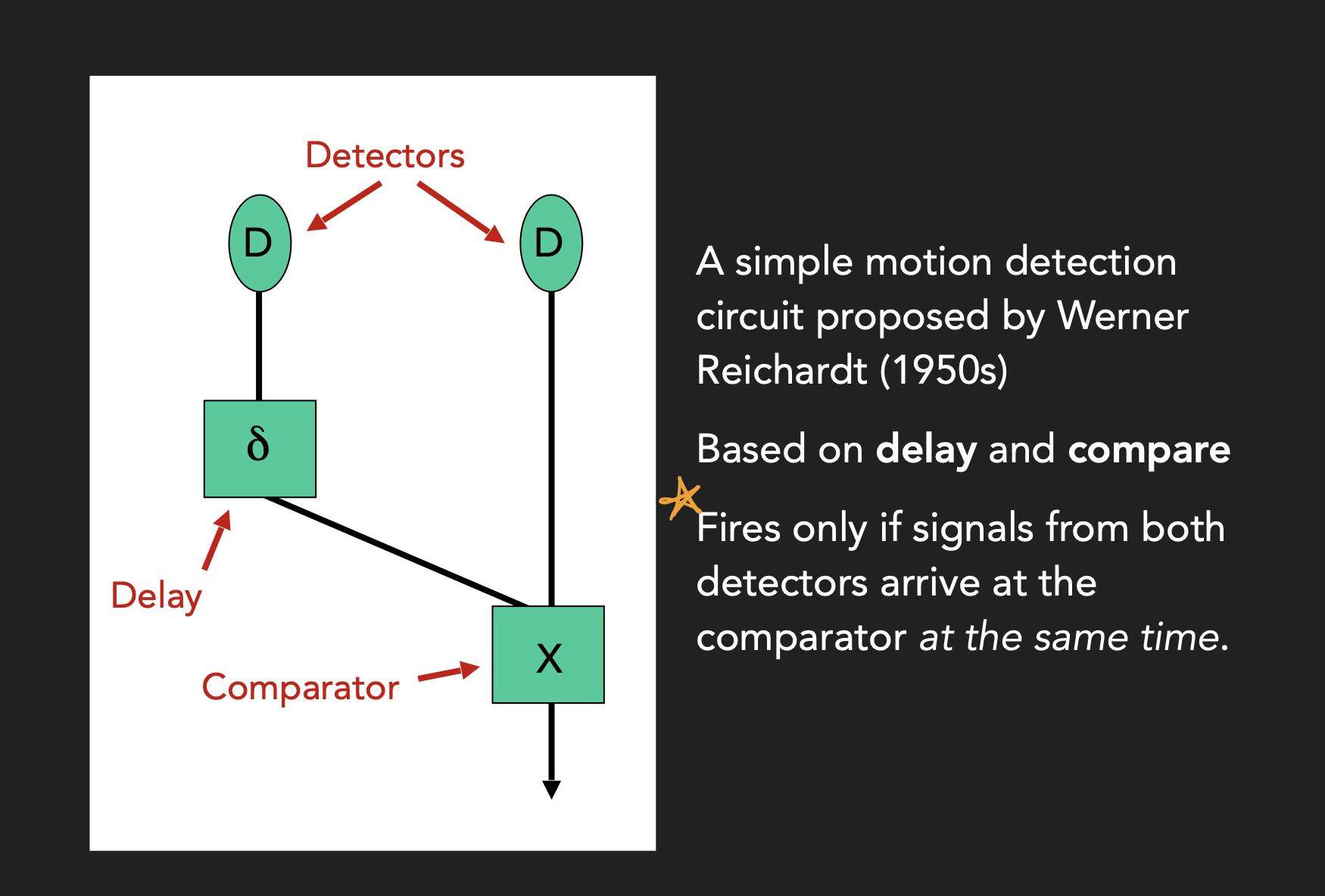 <p></p><ol><li><p>You have two adjacent receptors that activate when something is in their receptive fields</p></li><li><p>There is a delay that delays the first motion signal before it goes to the comparator </p></li><li><p>The second motion detector signal goes to the comparator </p></li><li><p>Only when both signals hit the comparator <strong>at the same time</strong> is motion detected </p></li></ol><p></p>