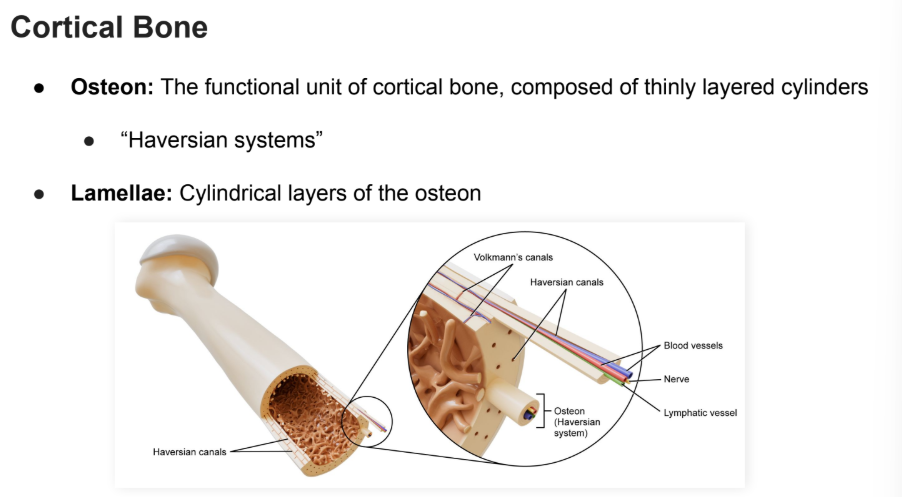 <p>Dense, outer layer of bone that supports the body weight</p><p></p><p>A.K.A: “Compact bone”</p>
