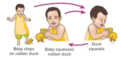 <p>- about 12 - 18 months</p><p>- babies <u><mark data-color="yellow" style="background-color: yellow; color: inherit;">begin to experiment to see what will happen</mark></u>.</p><p>- By<strong> trial and error</strong>, toddlers try behaviors until they find the best Way to attain a goal.</p><p>- Toddlers experiment with different actions.</p><p>eg. a toddler may squeeze a rubber duck, then step on it, then throw it in order to see if all three actions result in squeaks, or drop a spoon to see what happens.</p>