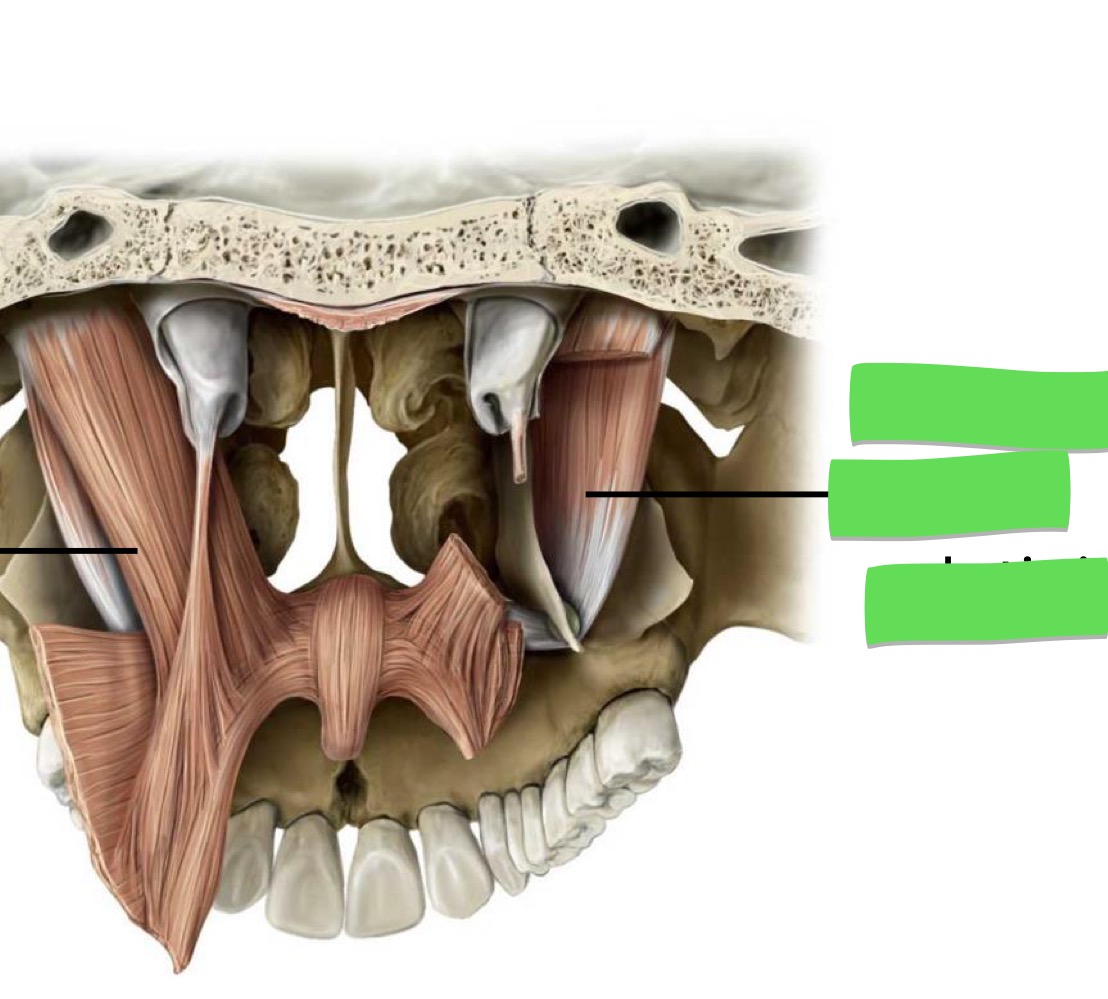 <p>Name the muscle, origin, insertion, innervation, action</p>