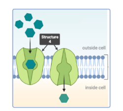 <p>Which statement(s) accurately describe Structure 4? Select all that apply.</p><p><br>a. This structure is a phospholipid.<br>b. This structure is a phospholipid bilayer.<br>c. This structure is a protein. &nbsp;<br>d. This structure is a channel protein.<br>e. This structure is a carrier protein. &nbsp;</p>