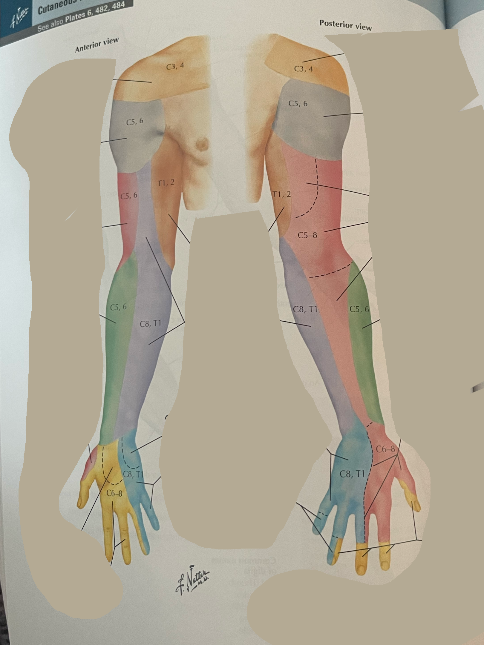 <p>What nerve innervates in this region? Green</p>