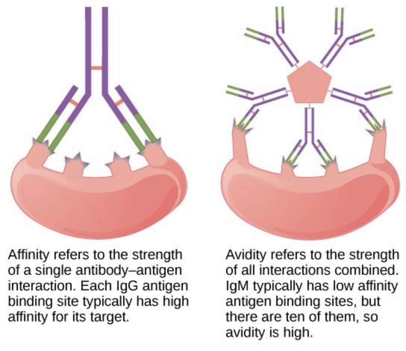 <p><span><strong><span>What is avidity?</span></strong></span></p>