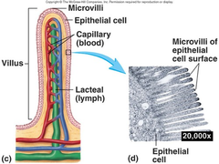 <p>Microvilli</p>