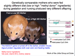 <p>the study of how the environment affects which genes are expressed</p>