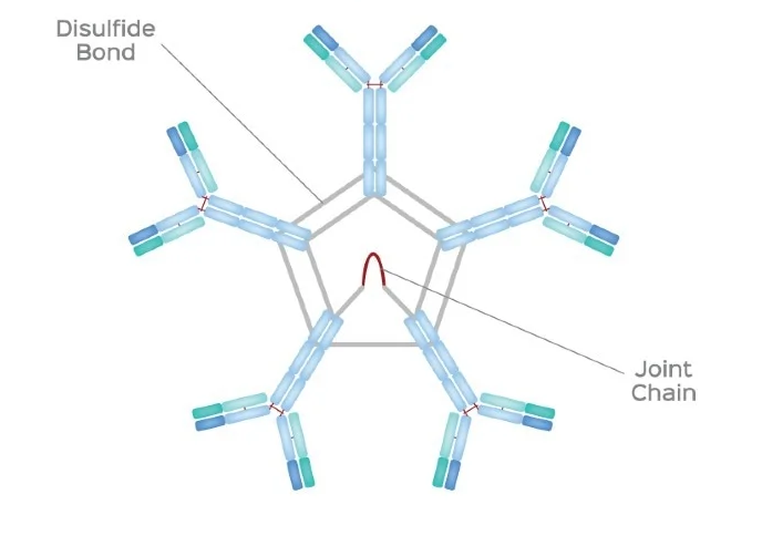 <p>What type of antibody is this?</p>