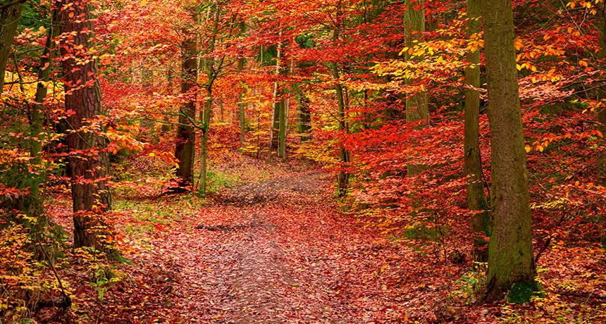 <p>So, what is gerontoplasts role in the process of leaves losing their color? </p>