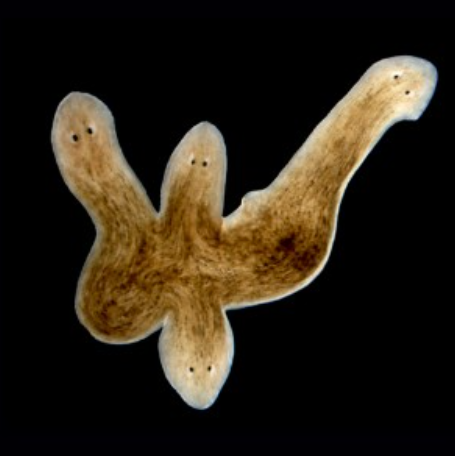 <p>Asexual reproduction is through ___________ and ________</p>