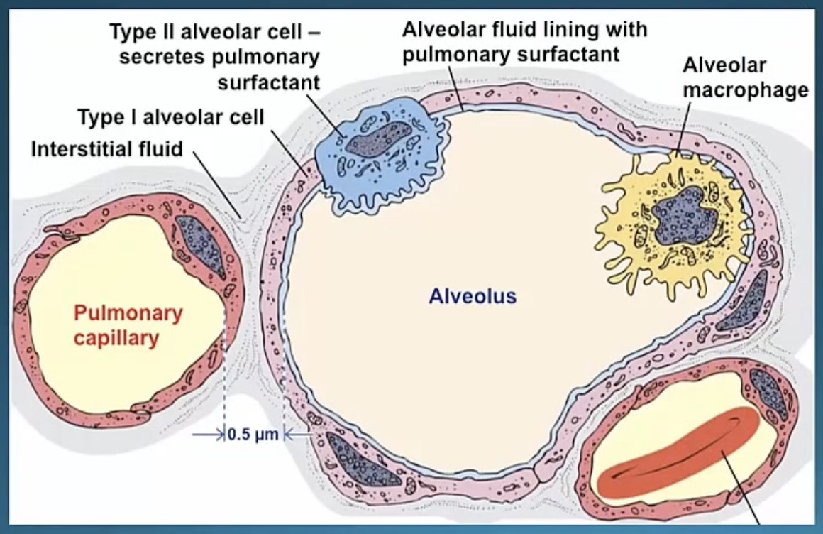 <p>alveolar macrophages</p>